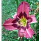 Hemerocallis 'Intelligent Design'