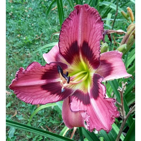 Hemerocallis 'Intelligent Design'