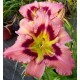 Hemerocallis 'Intelligent Design'