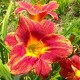 Hemerocallis 'Red Lava'