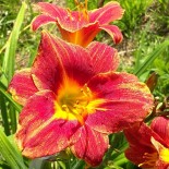 Hemerocallis 'Red Lava'