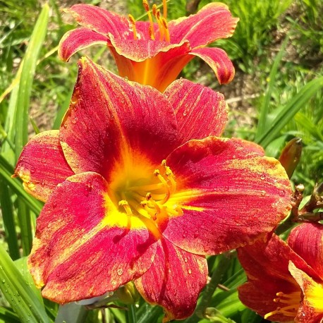 Hemerocallis 'Red Lava'