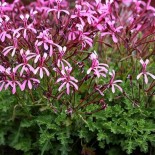 Pelargonium ionidiflorum