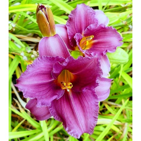 Hemerocallis 'Amethyst Gumdrop'