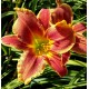 Hemerocallis 'Mystical Fire'