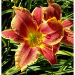 Hemerocallis 'Mystical Fire'