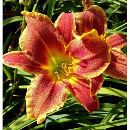 Hemerocallis 'Mystical Fire'