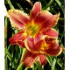 Hemerocallis 'Mystical Fire'