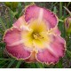 Hemerocallis 'Mystical Intuition'