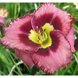 Hemerocallis 'Catcher in the Eye