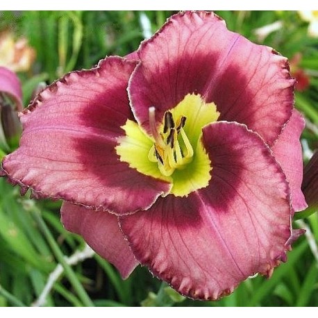 Hemerocallis 'Catcher in the Eye