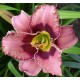 Hemerocallis 'Catcher in the Eye