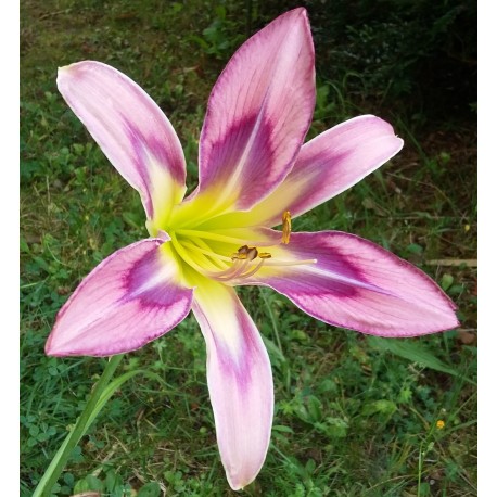 Hemerocallis 'Dizzy Damselfly'