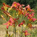 Hemerocallis 'Red Clouds'