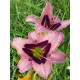 Hemerocallis 'Open Eyes'