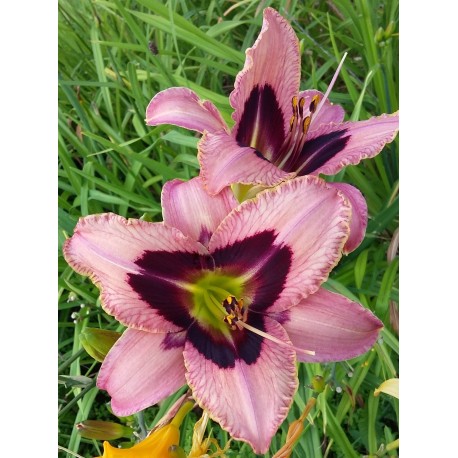 Hemerocallis 'Open Eyes'