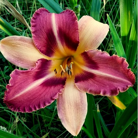 Hemerocallis 'Oriental Express'