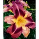 Hemerocallis 'Oriental Express'