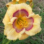 Hemerocallis 'Whimsical Witch'