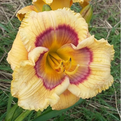 Hemerocallis 'Whimsical Witch'