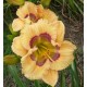 Hemerocallis 'Whimsical Witch'