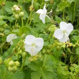 Geranium macrorrhizum 'White Ness'