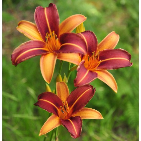 Hemerocallis 'Vin de Pêche'