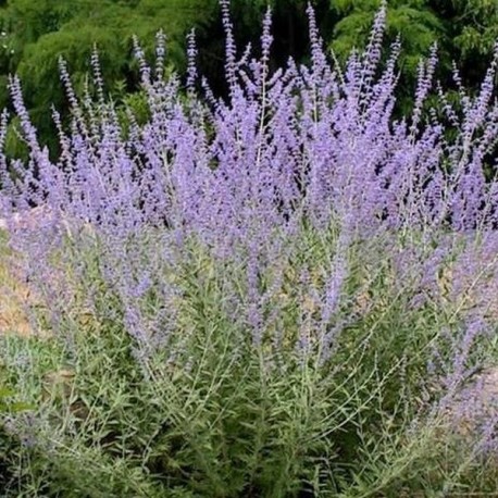 Perovskia atriplicifolia 'Blue Spire'