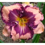 Hemerocallis 'Ledgewood's Pansy Eye'