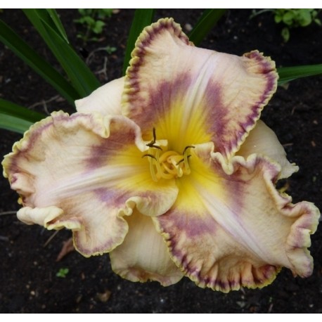 Hemerocallis 'Sink Into Your Eyes'