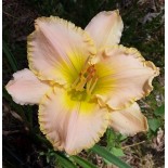 Hemerocallis 'Ed Brown'