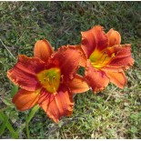 Hemerocallis 'Coralie'