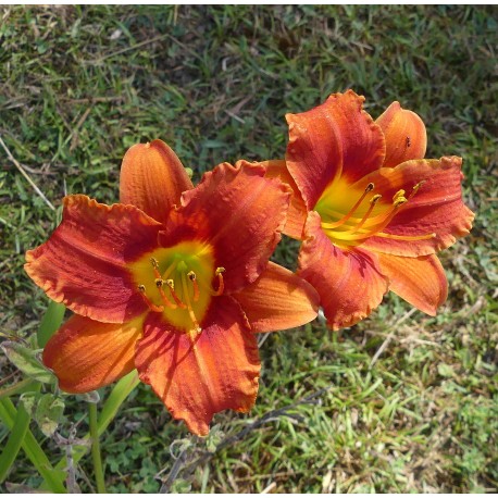 Hemerocallis 'Coralie'