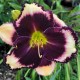 Hemerocallis 'A Little Night Music'