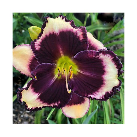 Hemerocallis 'A Little Night Music'