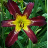 Hemerocallis 'Aliens in the Garden'