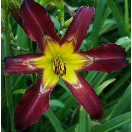 Hemerocallis 'Aliens in the Garden'