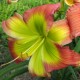 Hemerocallis 'Search for Green Pastures'