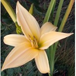 Hemerocallis 'Frances Fay'