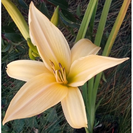 Hemerocallis 'Frances Fay'