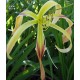 Hemerocallis 'Aldersgate'