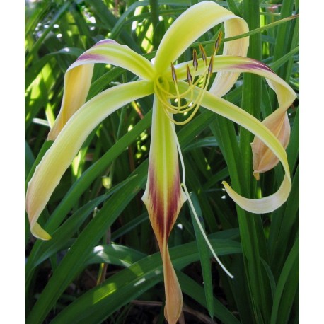 Hemerocallis 'Aldersgate'