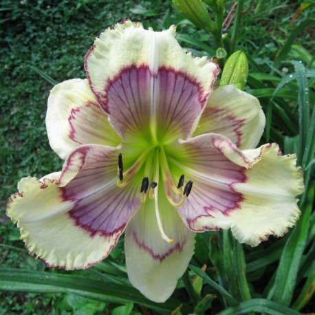 Hemerocallis 'Almira Buffalo Bone Jackson'