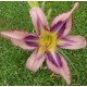 Hemerocallis 'Dizzy Damselfly'