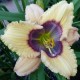 Hemerocallis 'Blue Desire'