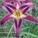 Hemerocallis 'Eggplant Electricity'