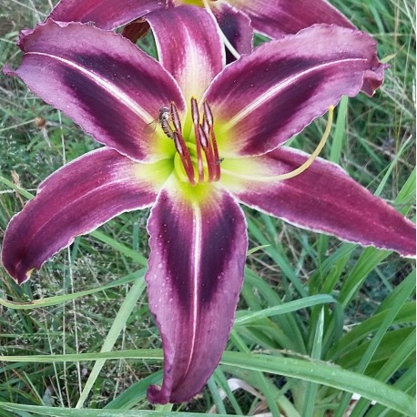 Hemerocallis 'Eggplant Electricity'