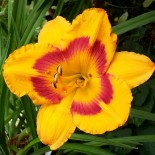 Hemerocallis 'Fooled Me'