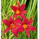 Hemerocallis 'Red We Want'