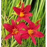 Hemerocallis 'Red We Want'